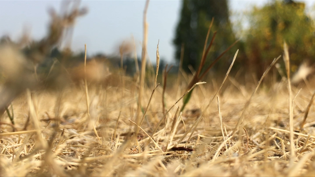 Heat warning issued for eastern, inland Vancouver Island as temperatures climb above 30