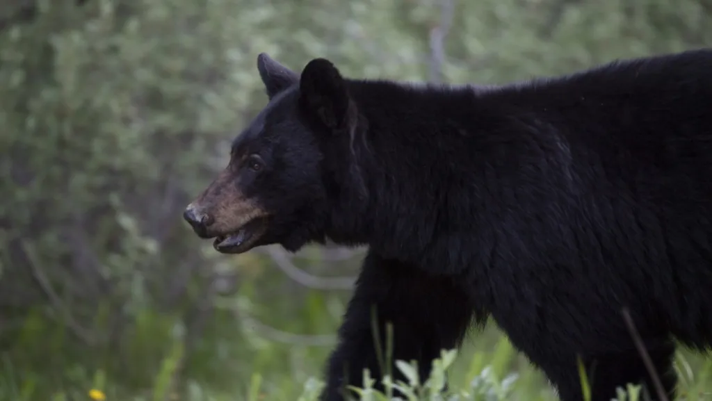 Hiker injured in black bear attack near Cumberland Sunday