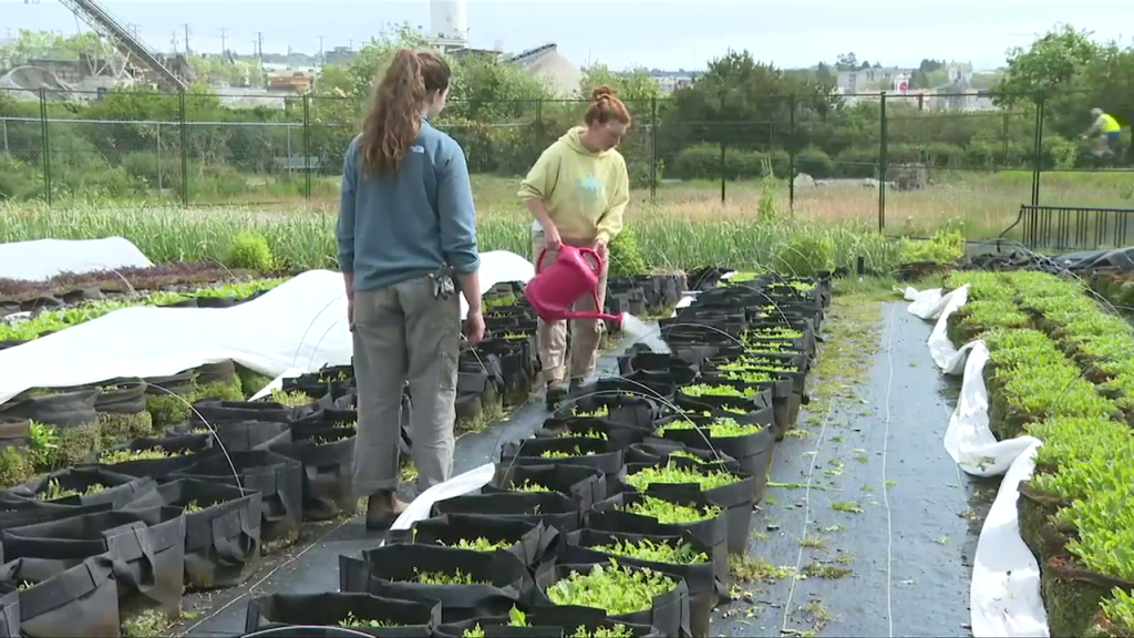 FED Urban Agriculture providing food boxes and education to Greater Victoria