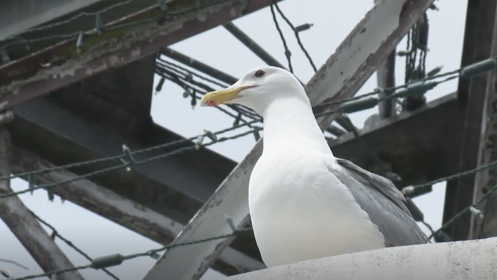Painting the town white: When a gull’s gotta go, a gull’s gotta go