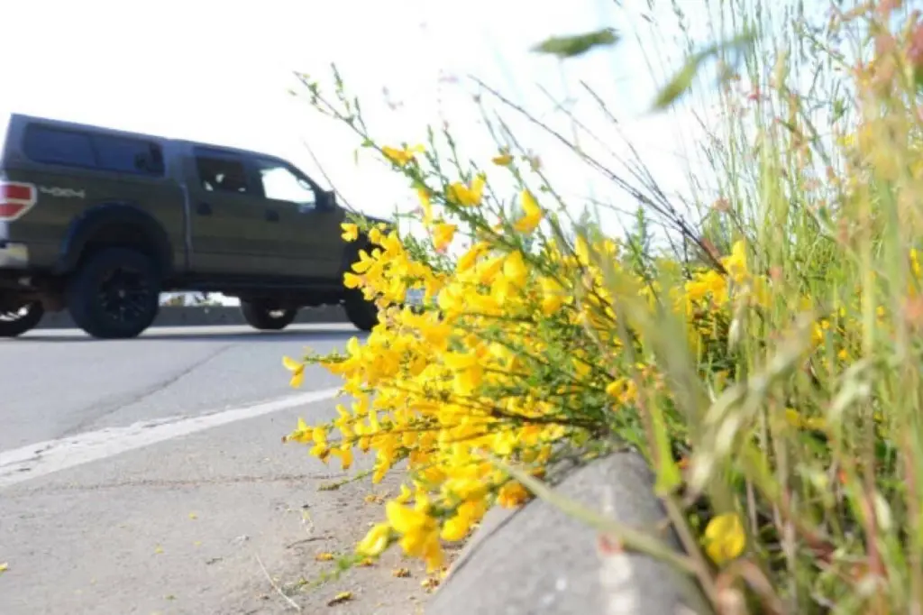 Nanaimo encouraging participation in Invasive Plant Removal Month