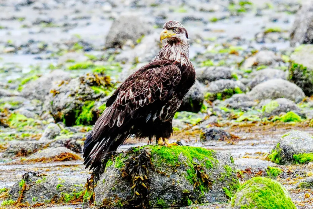 PHOTOS: Young Vancouver Island eagles set to soar
