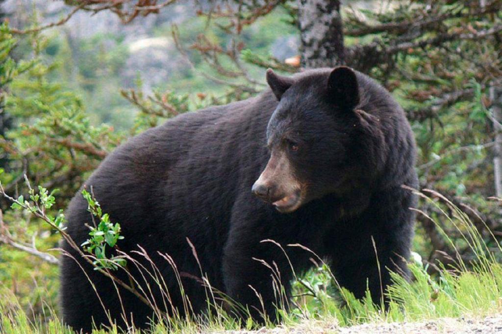 Black bear attack injures hiker on Comox Valley trail